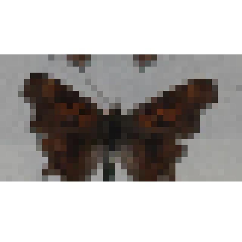 Бабочка Углокрыльница c-белое Polygonia c-album (Insecta: Lepidoptera, Nymphalidae). из коллекции А.П. Чернышова