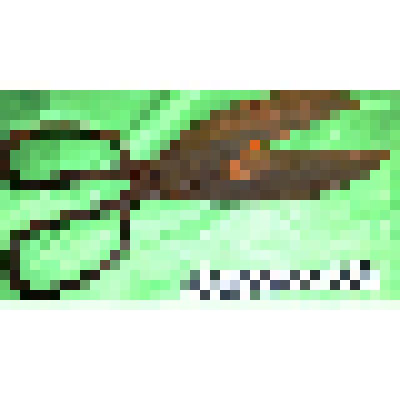 Домашняя хозяйственная утварь из дерева и металла. Ножницы  железные  портновские