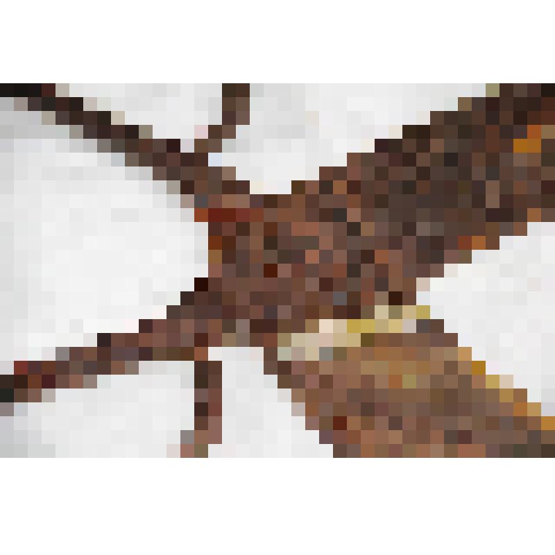 Домашняя хозяйственная утварь из дерева и металла. Ножницы  железные  портновские