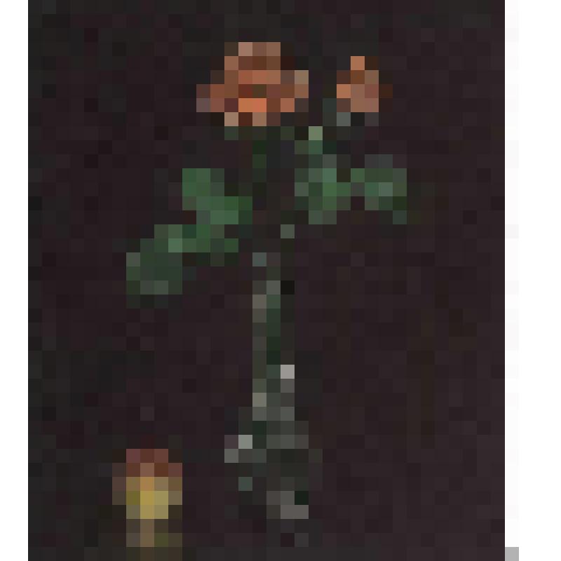 Две розы / Les Deux Roses