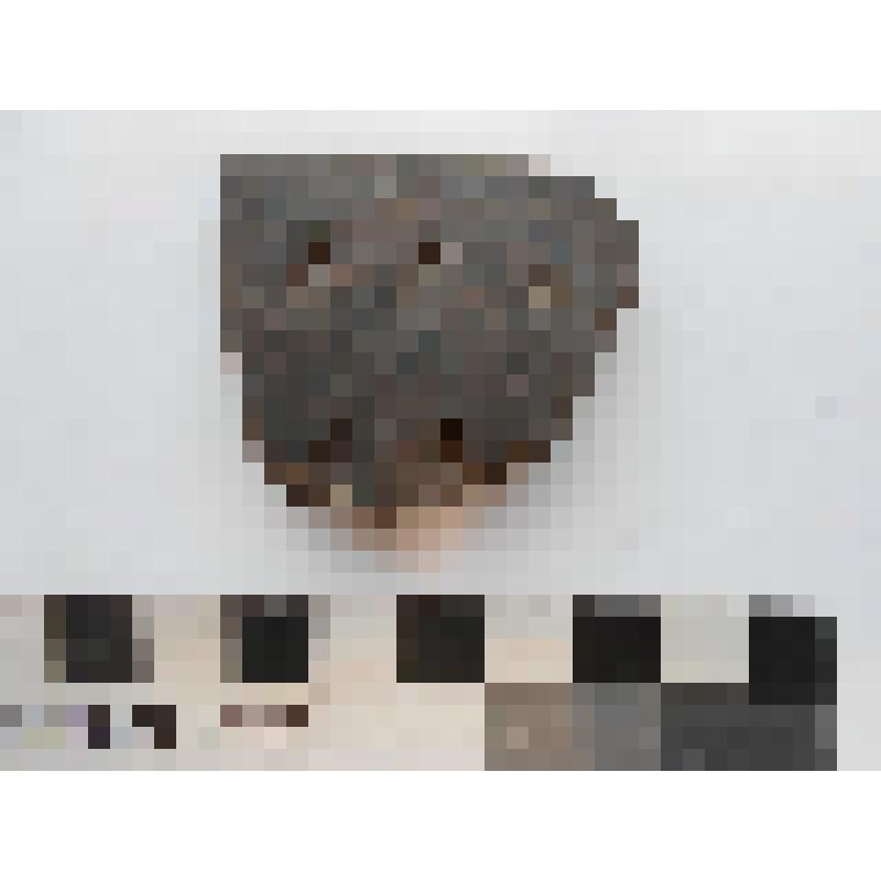 Археология. Фрагмент венчика сосуда, орнаментированный двумя рядами треугольных наколов.  Венчик округлый