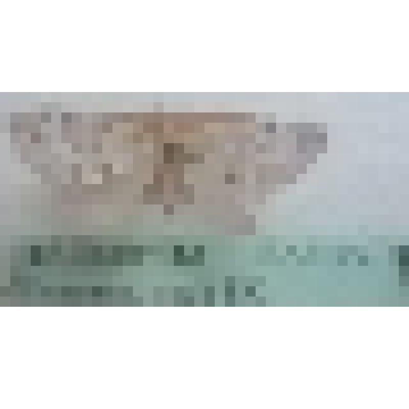 Бабочки семейства Пяденицы (Geometridae) "Пяденица -ларенция изменчивая хвойная (Thera variata, Denis & Schiffermuller, 1775) "