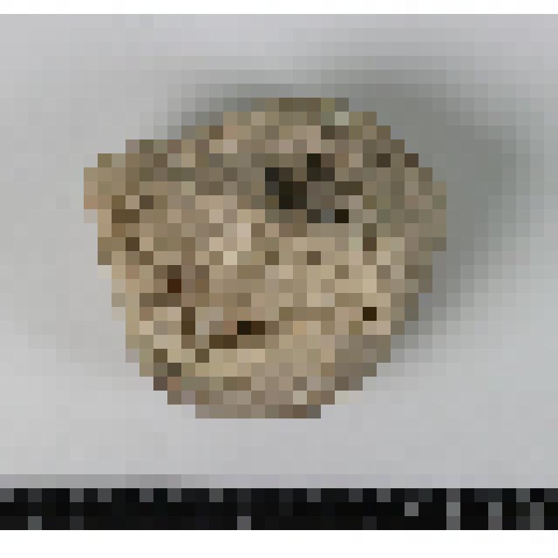 Палеонтологический образец. Створка раковины плеченогого. Gigantoproductus giganteus (Sowerby)