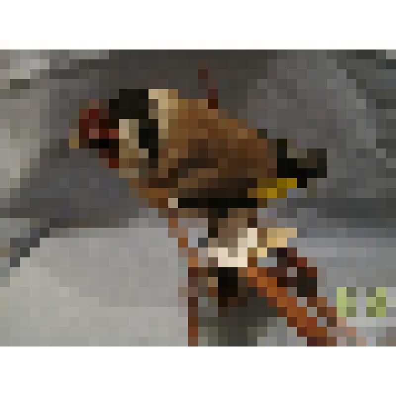 Биогруппа.  Щегол (Carduelis carduelis)