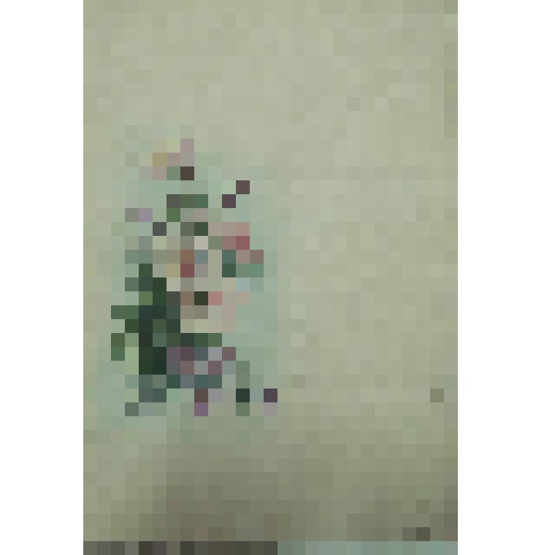 Программа ученического вечера Тотемской Мариинской женской гимназии, 15 декабря. Обложка. Рисунок