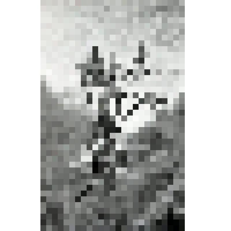 негатив. Кария белая. Разворачивание листьев