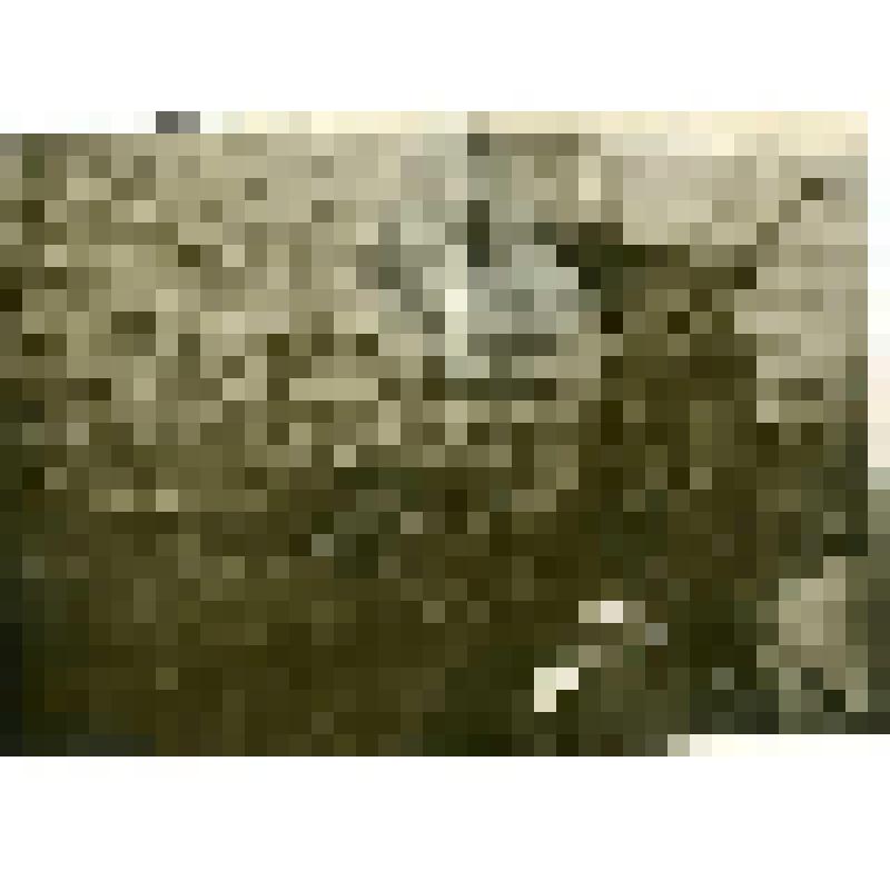 Работа со ставным японским неводом на рыбном промысле фактории Дровяной. Фотография