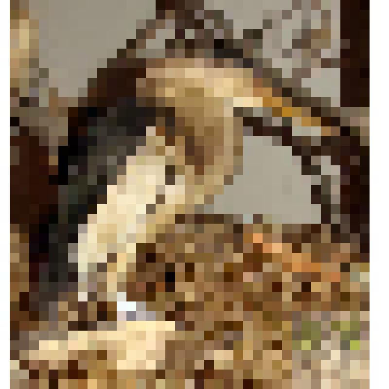 Выпь малая (Arcletta minuta minuta). Биогруппа