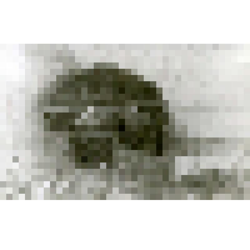 Фотография. Успенская церковь, западный фасад, арка под колокольней