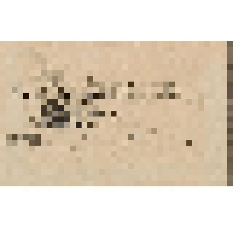 Волга у Жигулей