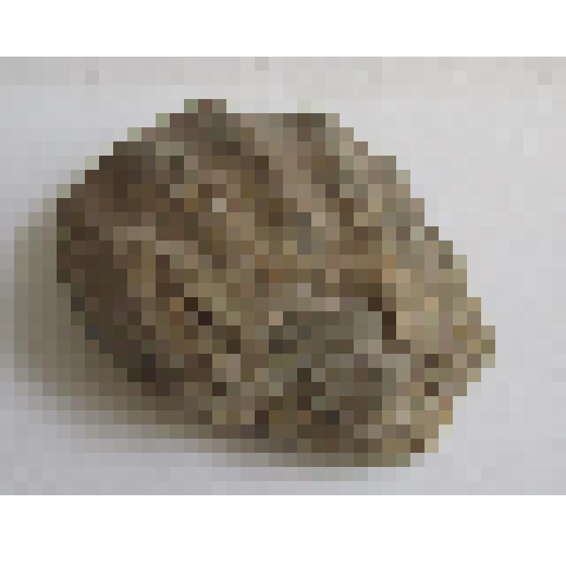 Окаменелость ракушки (отпечаток)