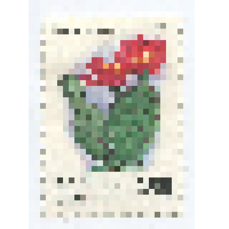 Марка почтовая российская "Опунция низовая"