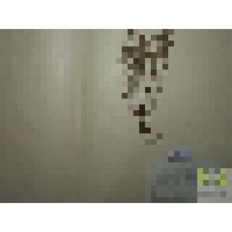 Щербушка полевая  (Acinos arvansis (Lam) Dandy.)