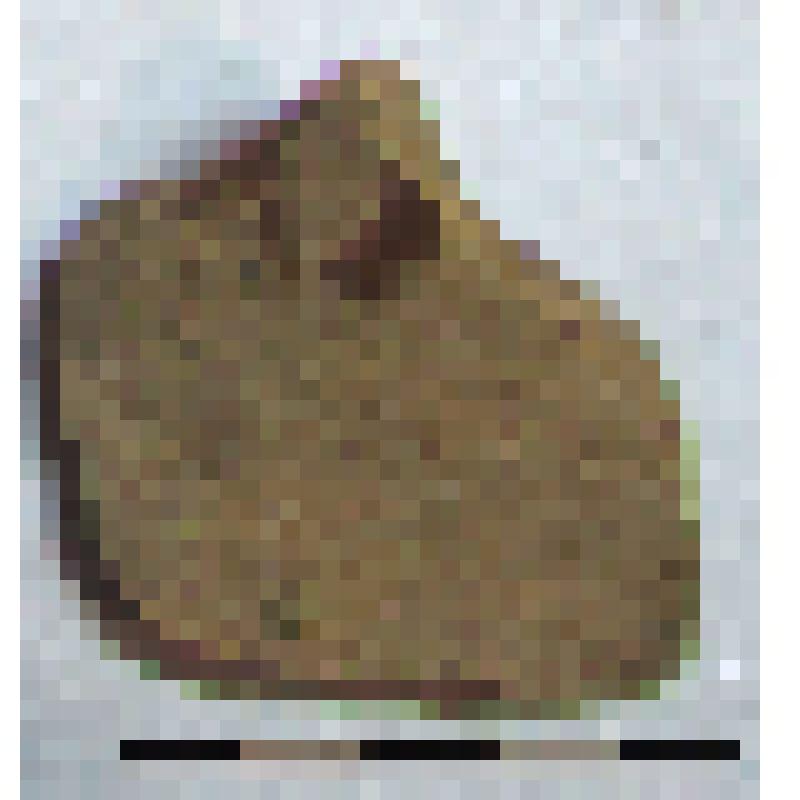 Фрагмент плеча амфоры типа D с дипинти