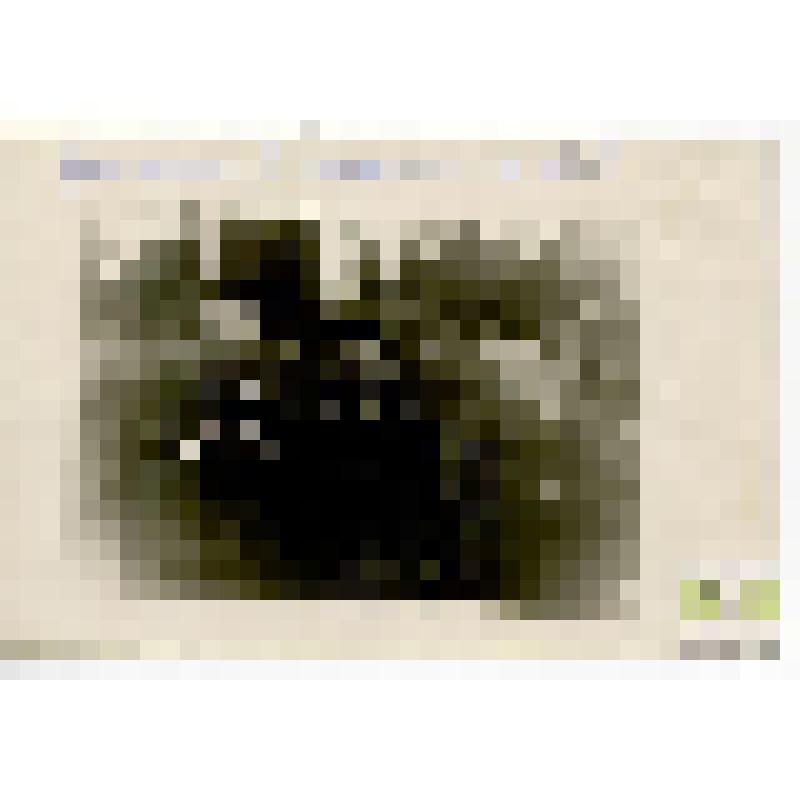 Фото. Участники 15 Олимпийских игр в Хельсинки, 1952 г. В.Тихонов, В.Распопов и Н.Ситько