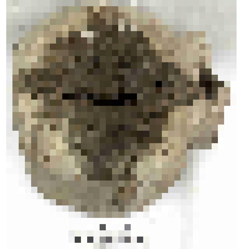 Позвонок кита