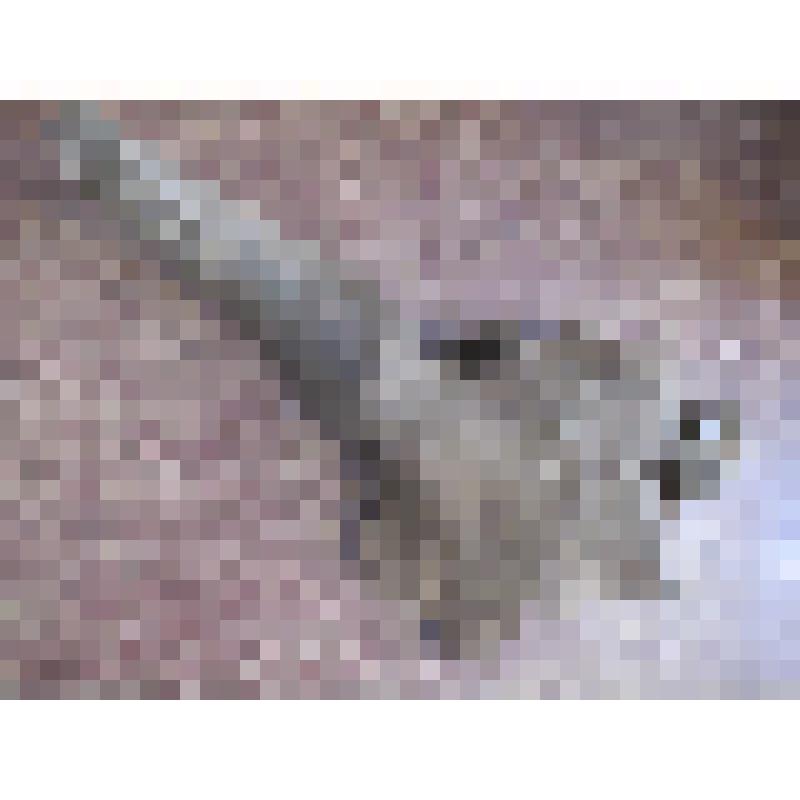 Череп первобытного бизона