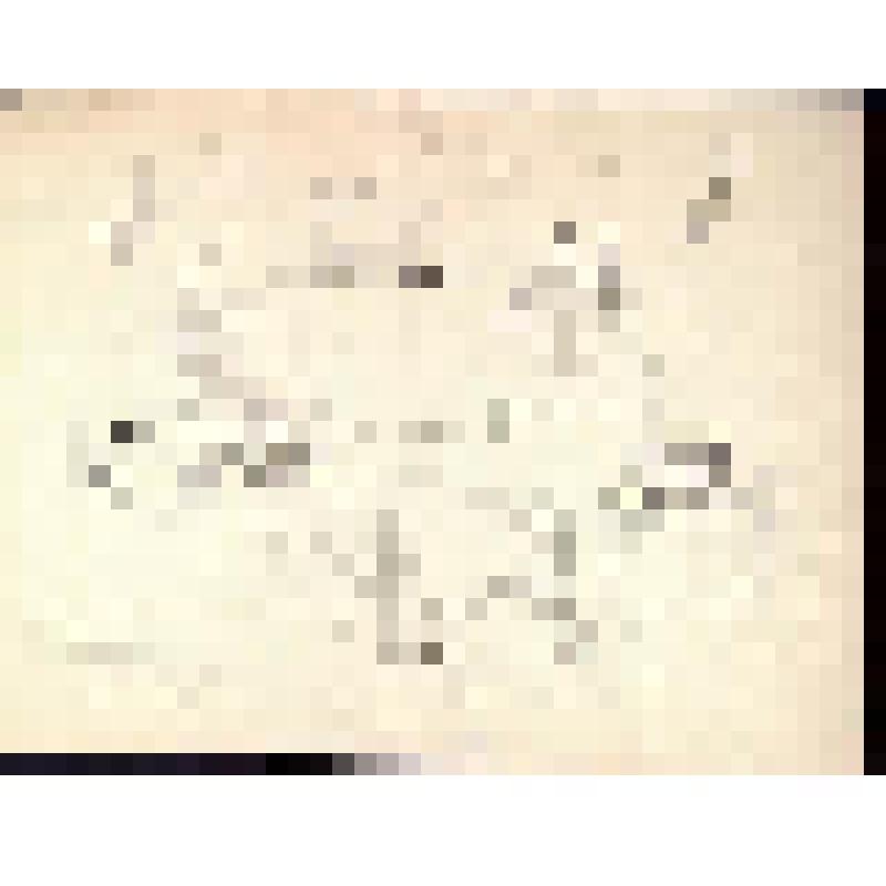 Павианы. Рисунок