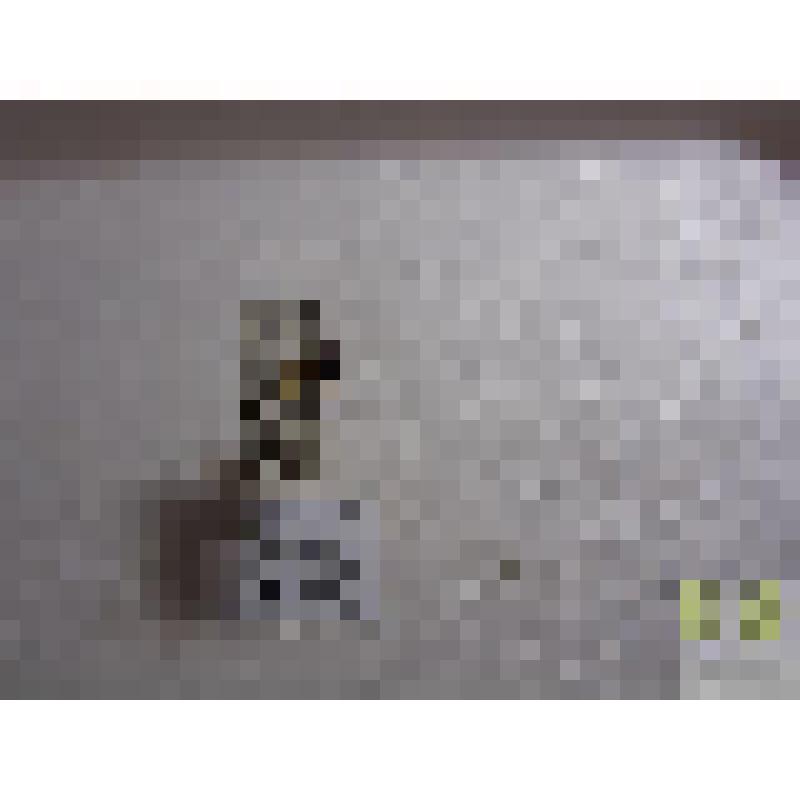 Канавочник четырехбороздчатый (Trechus guadristriatus Schrnk.)