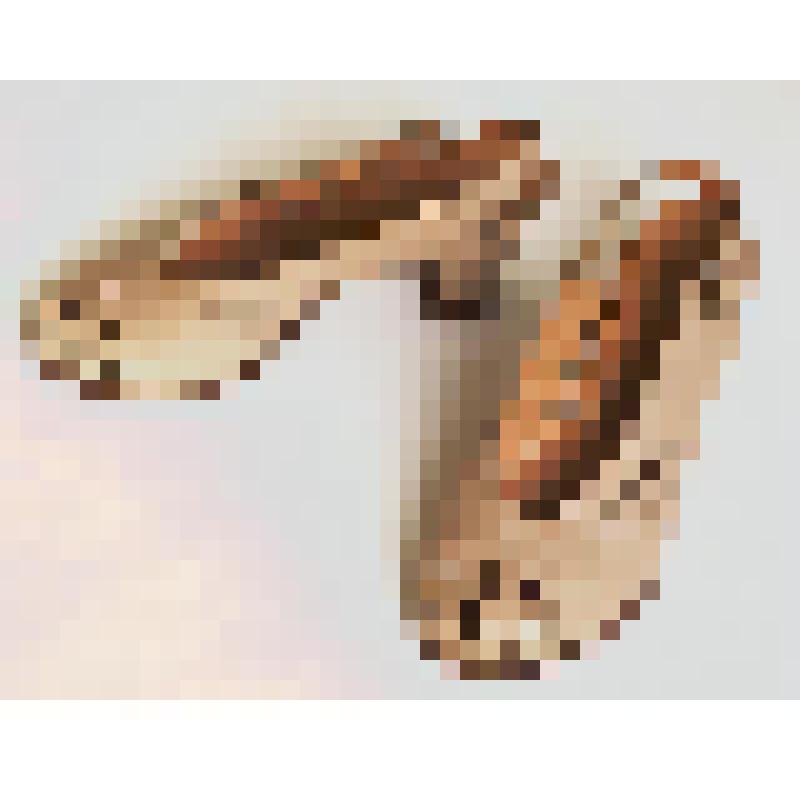 Туфля дамская летняя бежевая (левая)