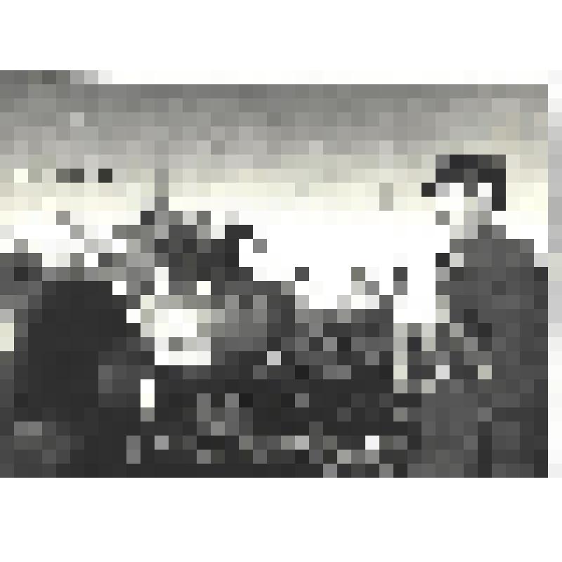 Фотографии. Фото ч/б. Самолет врага, сбитый под Киевом 22 июня 1941 г. (первый снимок войны)