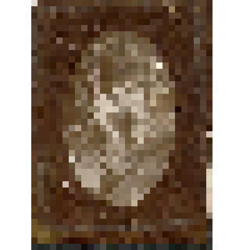 Фотография. Аренский А.С. с двумя кошками в руках