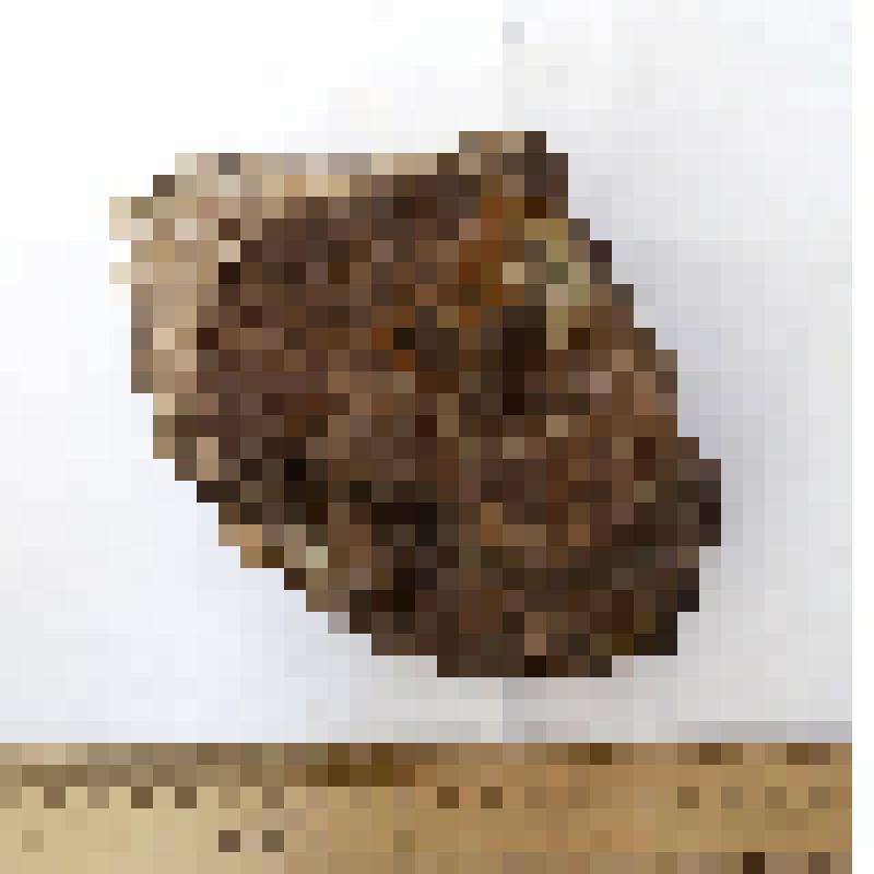 Обломок таза с вертлужной впадиной pelvis кавказского эласмотерия Elasmotherium caucasicum