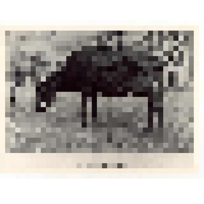 Фотокопия. Обычные коровы ("Жизнь и быт крестьян Олонецкой губернии конца ХIХ - начала XX вв."). Из комплекта: Фотокопии фотографий из книги "Полное географическое описание нашего Отечества" под редакцией П.В. Семенова т. 3 "Озерная область"