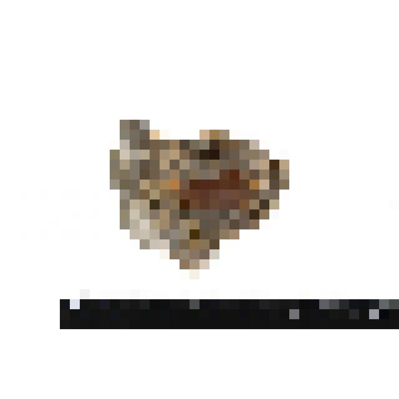 Сагеноптерис. Sagenopteris sp. Отпечаток растения