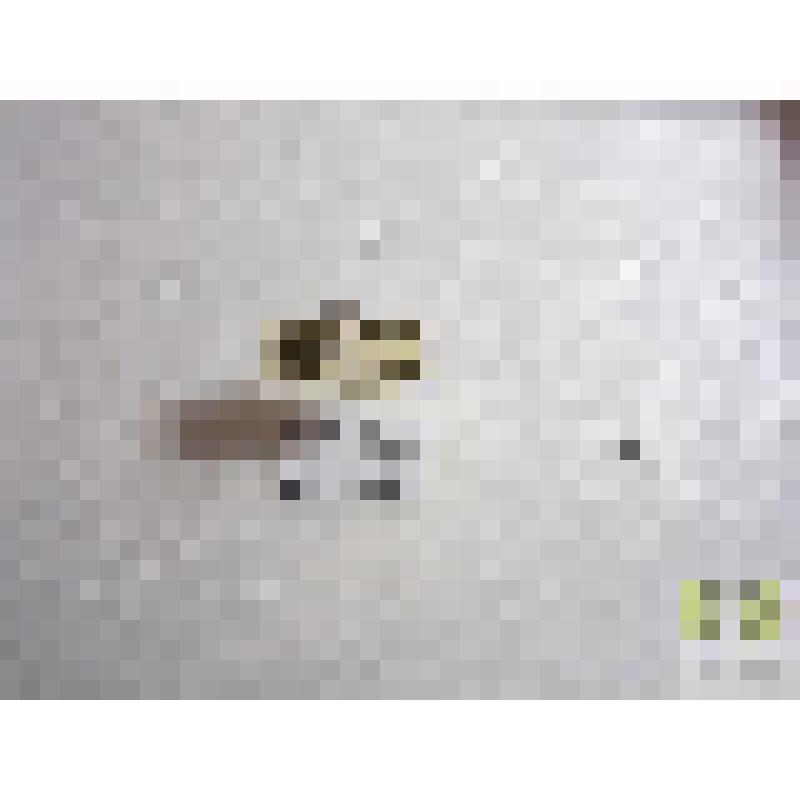 Острощуп южный  (Acupalpus meridianus L.)