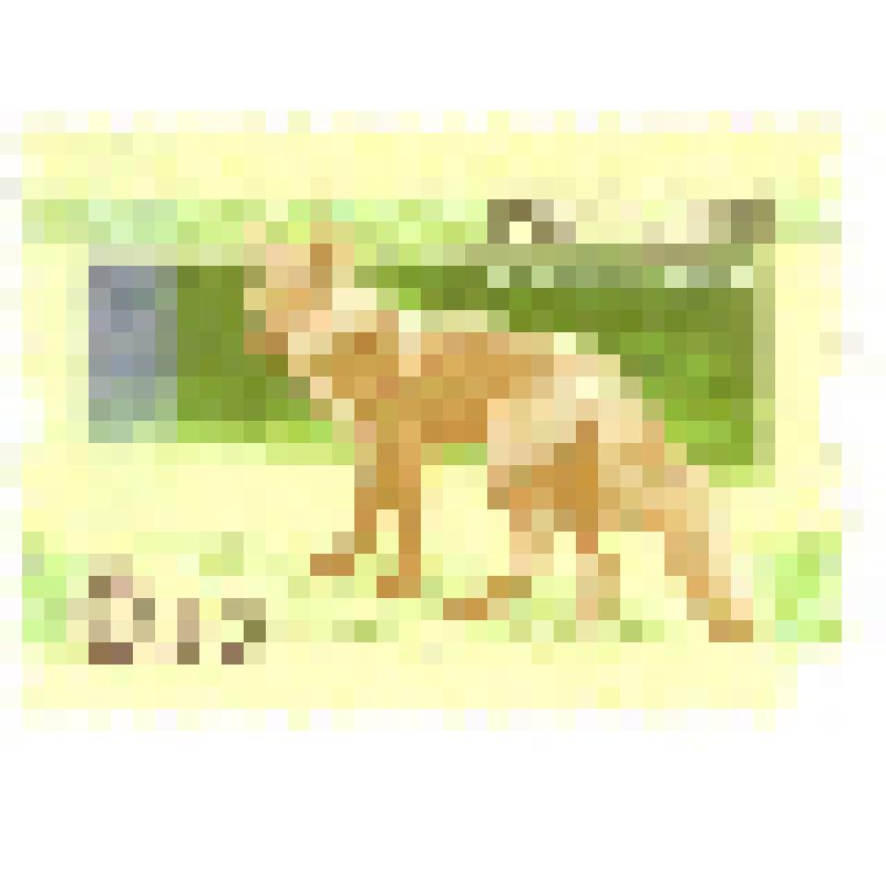 Марка почтовая "Лисица. 0.50", из коллекции конвертов и марок почтовых