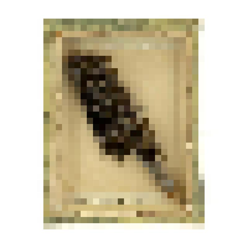 Лишайник. Бородач