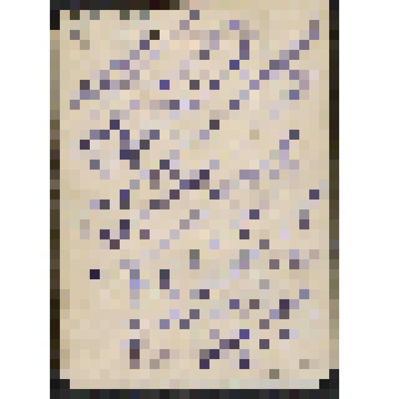 Фотография. Баскаков Д.М.- первый руководитель пионерской организации Будогощского района Ленинградской области