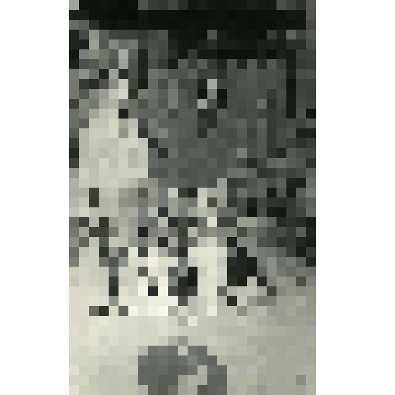 Фотография. Поликарпова Любовь и Увина Галина, жительницы ул. М. Горького, д. 162, кв. 126 со своими питомцами - немецкими овчарками (Фреде - 8 мес, Пита - 6 мес). Готовят их к службе на границе