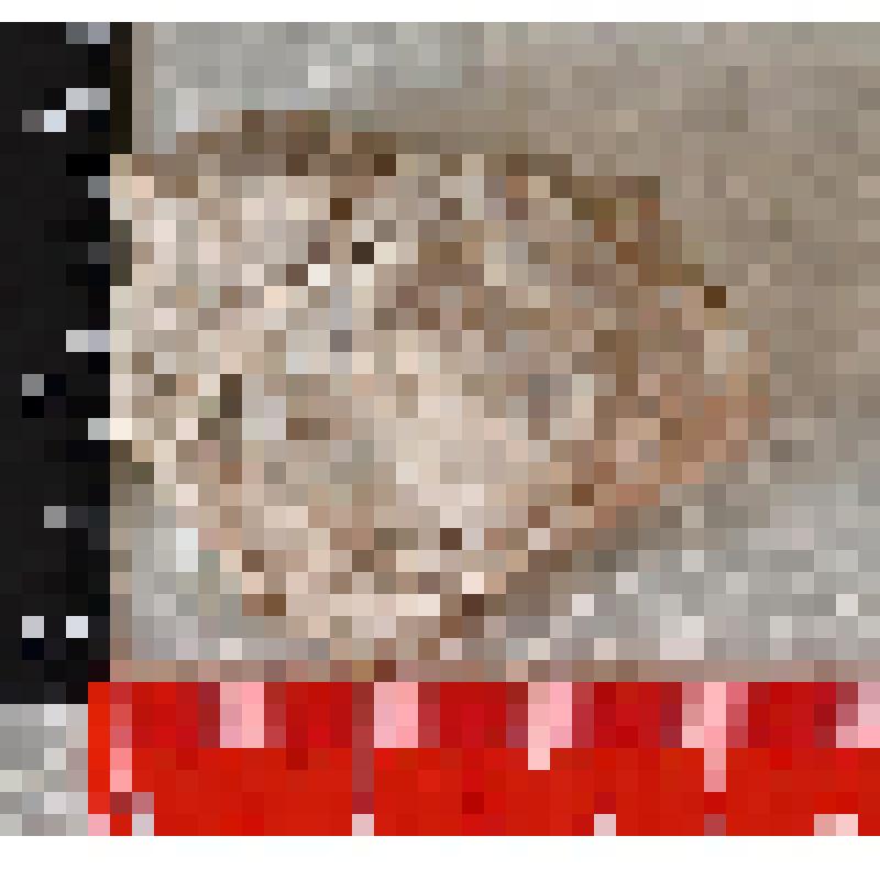 Aviculapesten carboniferus Stefens