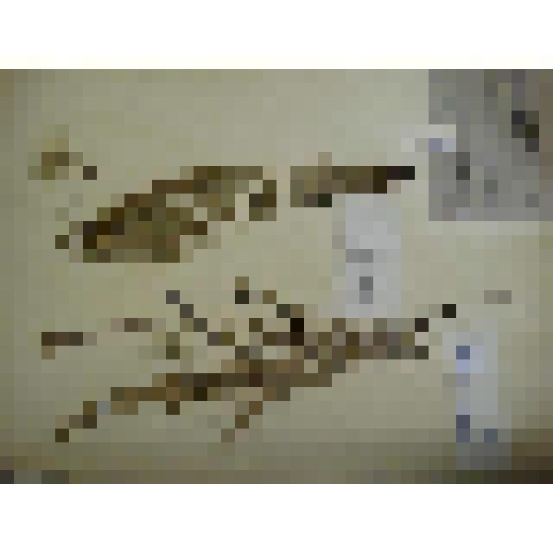 Гербарий. Козелец лучистый, гербария М.И.Губельмана