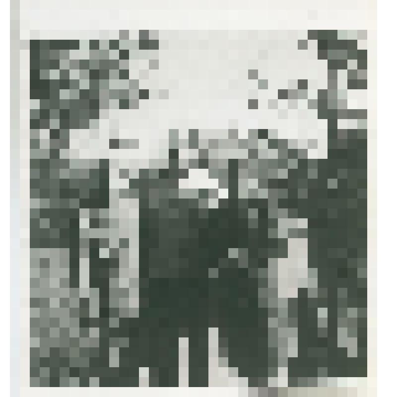 Фотография. Александра Александровна, Константин Сергеевич, Екатерина Александровна Есенины. Константиново, 1980-е гг