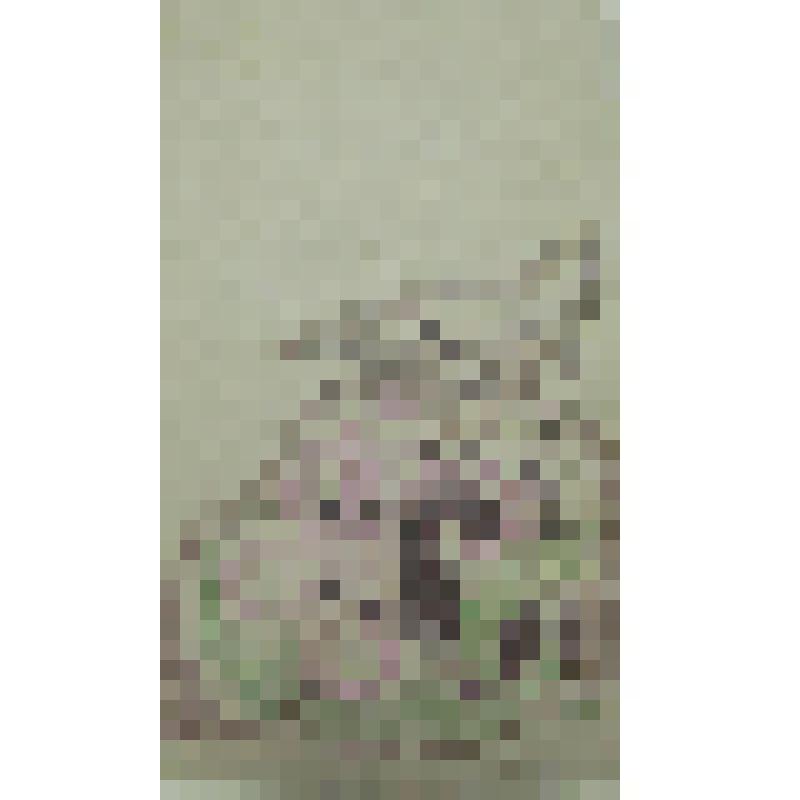 Орнаменты. Проект декора вышивки. Рисунок двусторонний