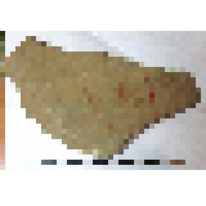 Фрагмент плеча амфоры типа D столовая с дипинто