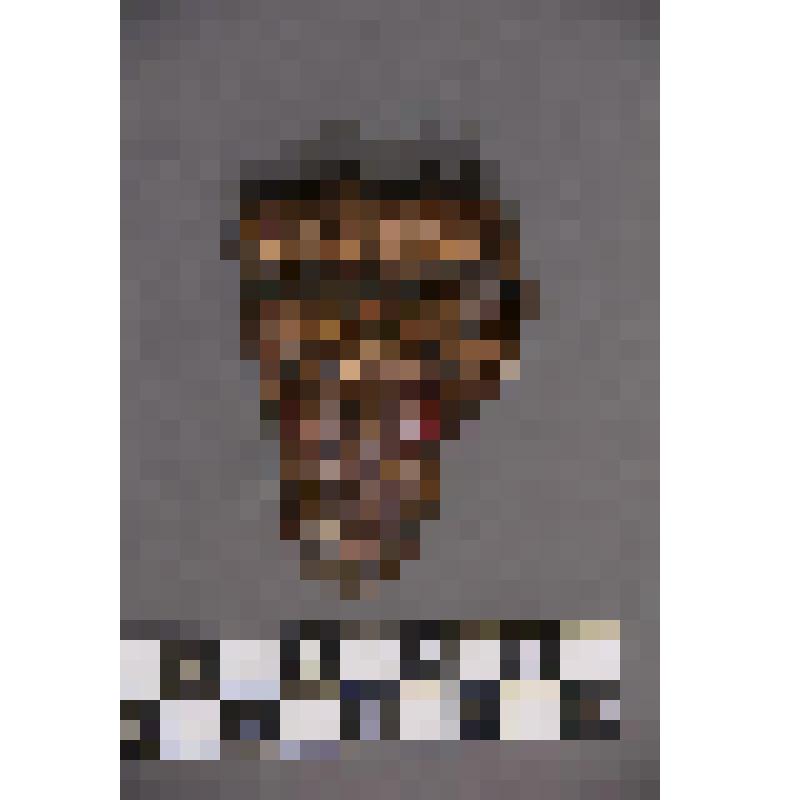 коллекция В.Ф. Лагодича. Талисман на металлической пластине в виде лица человека с бородой. С обратной стороны припаяна металлическая пластина. Выступающие края которой разрезаны в виде волос