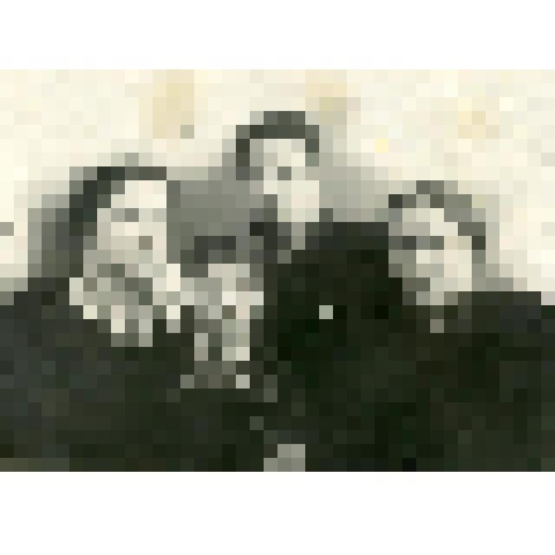 Фотография. Богомолова З.А. с семьёй