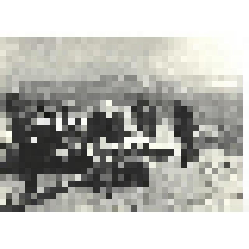 Фотографии. Фото ч/б. В дни 30-летия разгрома фашистов под Новороссийском и на Малой Земле собрались его героические защитники, 1973 г