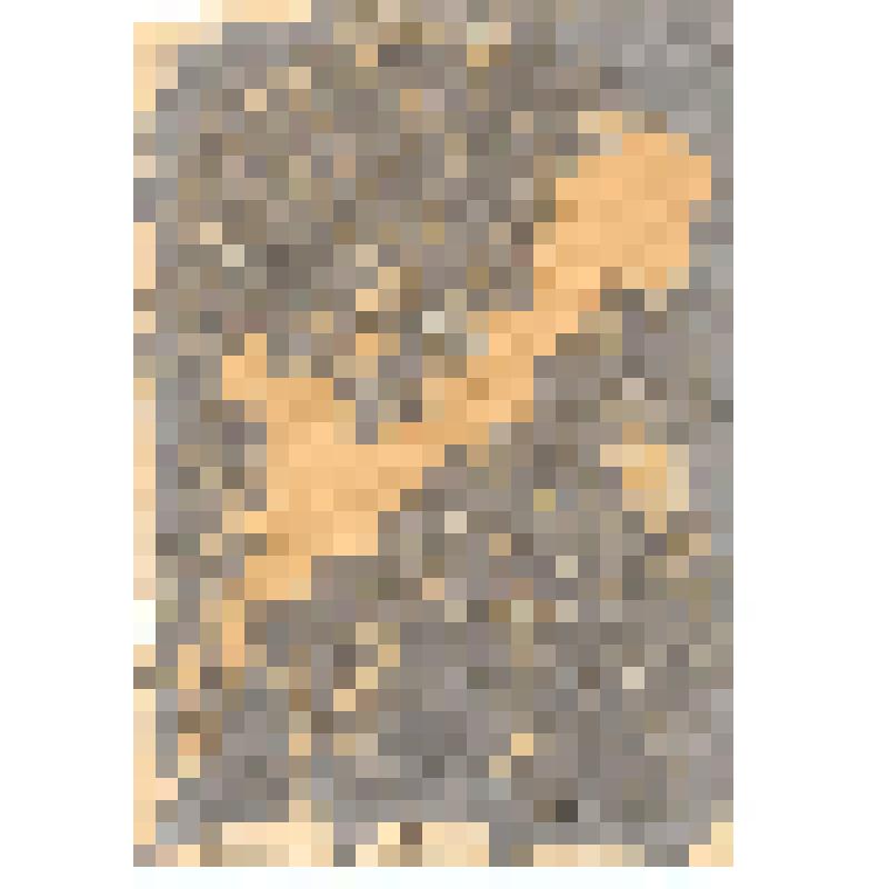 Фотопортрет. Виктор Борисович Гамалей