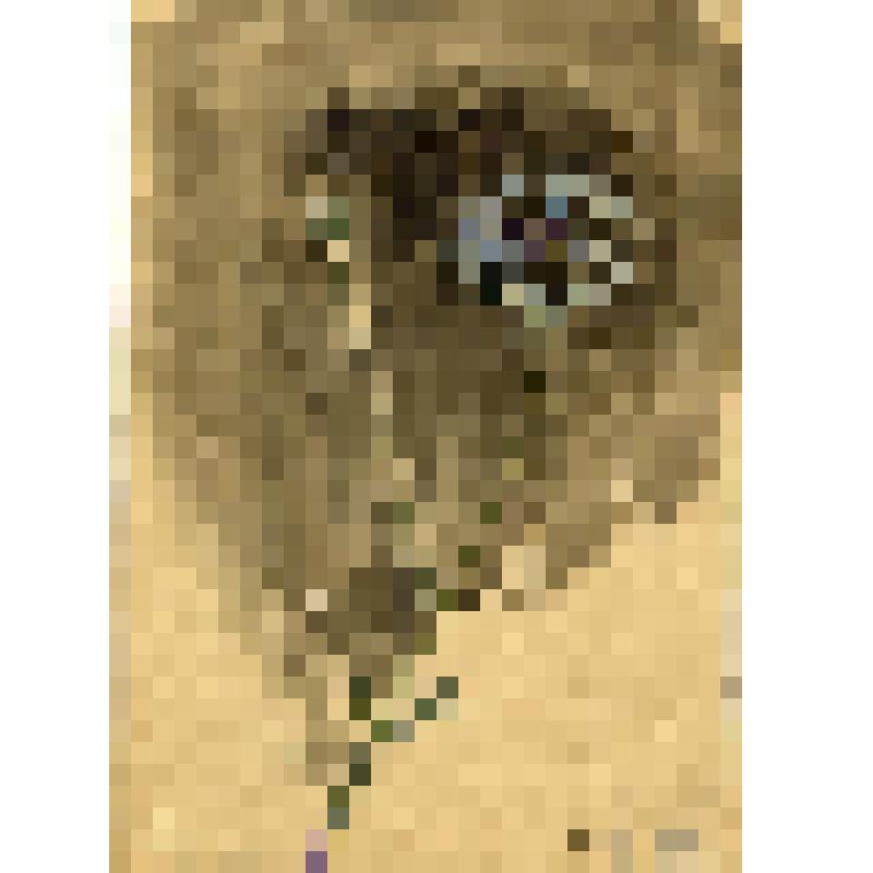 Этюд. Василек на темном фоне