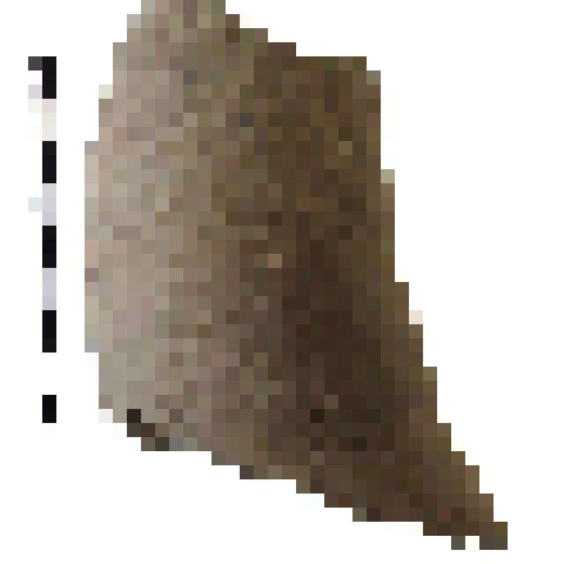 Фрагмент нижней части горла амфоры типа D с дипинто