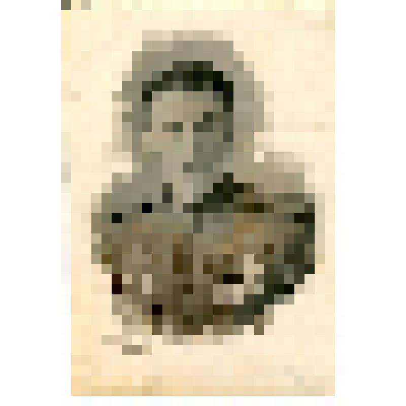 Фотография. Шмитов Н.В