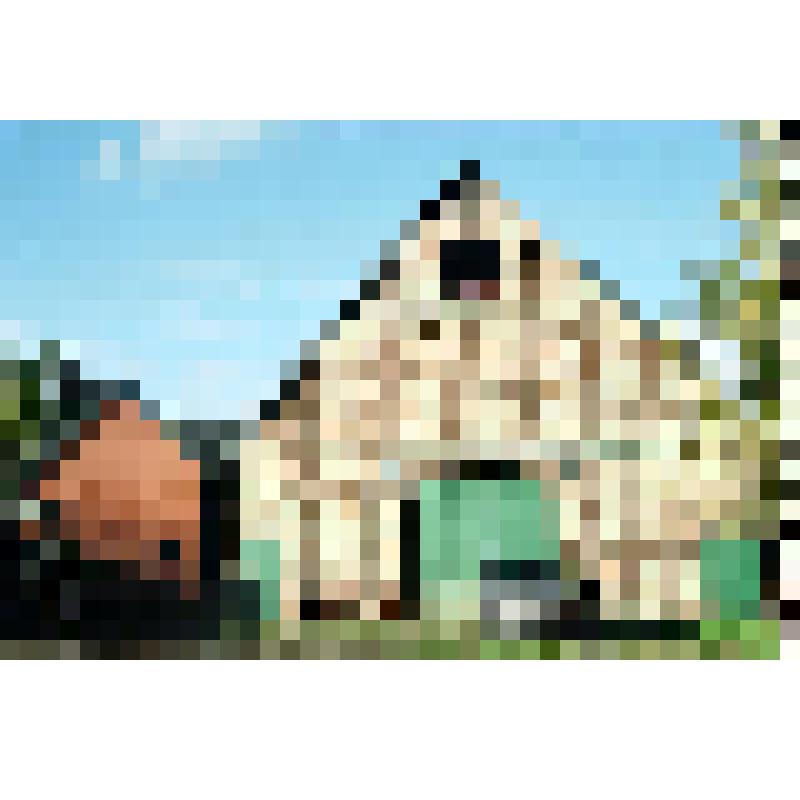 Фотоотпечаток. Рундлинг Маммоисель. Дом крестьянина Фридриха Циглера постройки 1818 г. Немцы