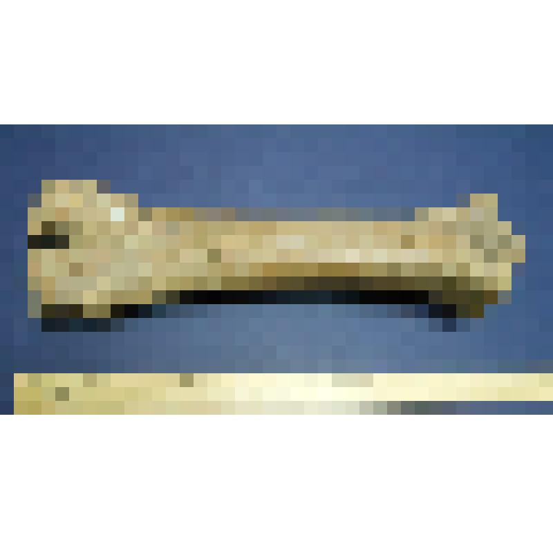 Предмет палеонтологии. Плюсна бизона. Омское Прииртышье, 10-12 тыс. лет назад. Сбор 1998 г. Из коллекции Скандакова И.Е