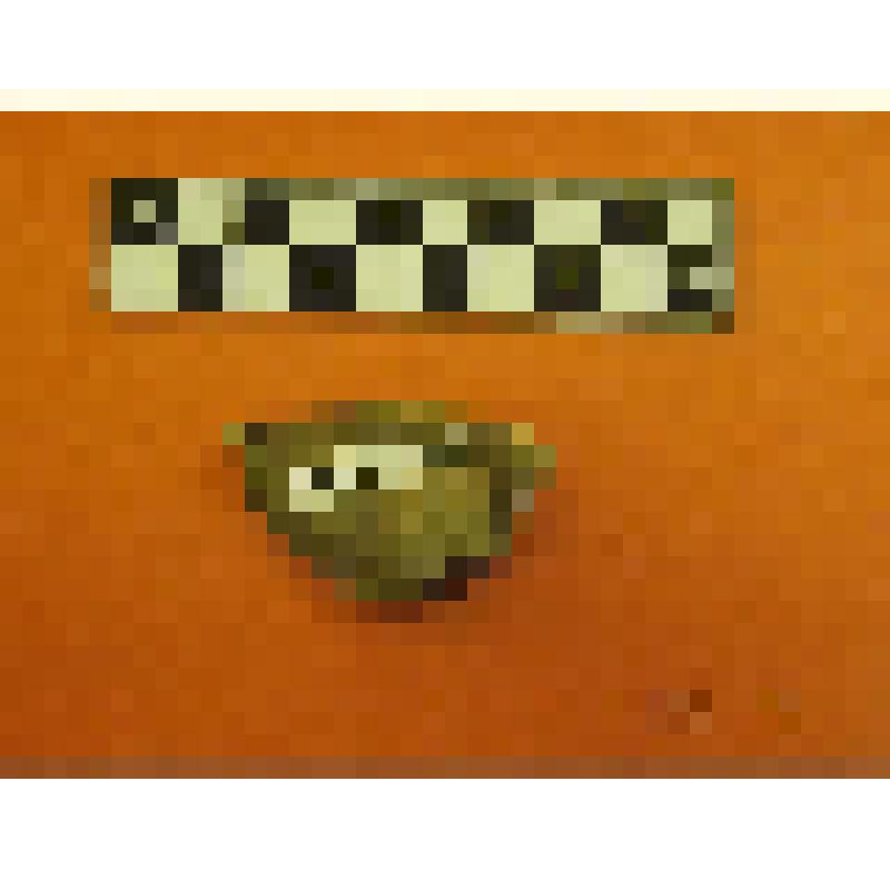 крупный отщеп из камня