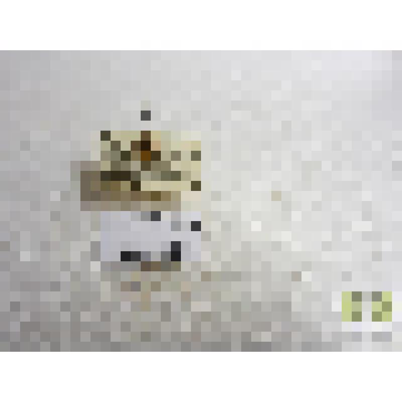 Коровка 13-точечная (Hippodamia tredecimpunctata)